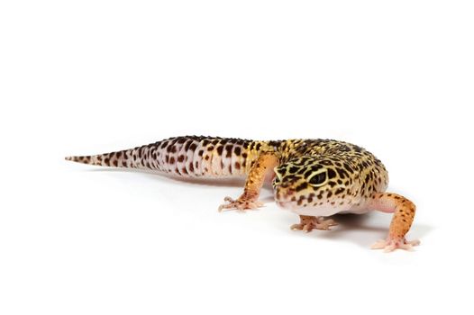 Gecko in front of a white background 

