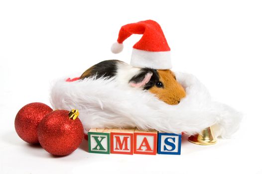 guinea pig surrounded by christmas attributes isolated on white