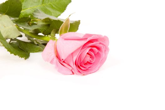 Pink rose isolated on a white background