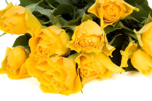 bright yellow roses isolated on a white background