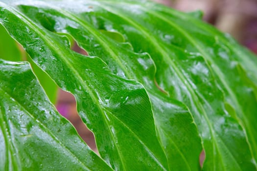green leaf close up