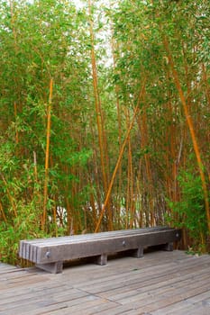 Bamboo forest in a park 