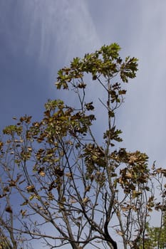 View of a tree top during fall against a blue sky