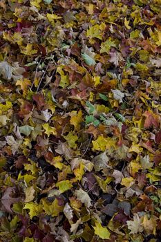 Dead leaves on the ground creating a texture