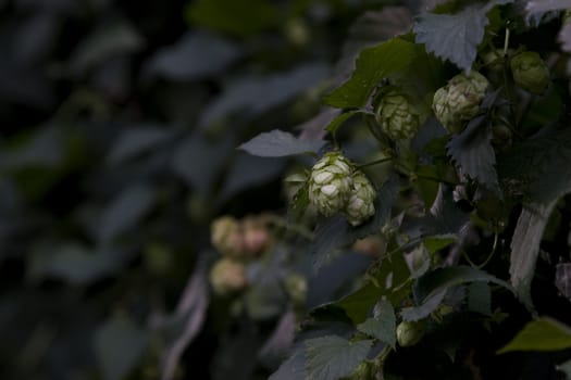 close up view of hops buds growing on plant
