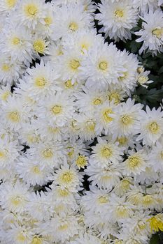 tightly planted carpet of white flower with yellow center