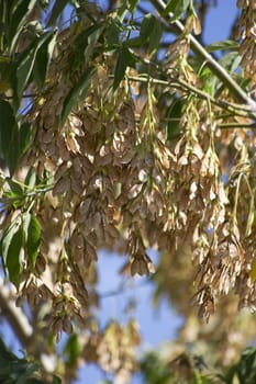 Maple tree over filled with seed