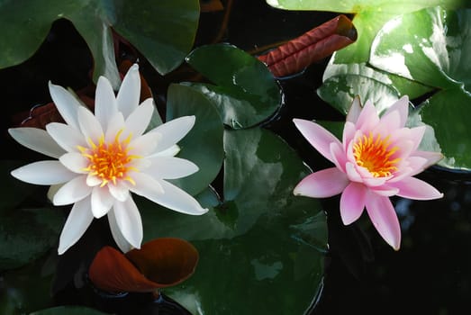 Two Water Lilies Blooming in Lake