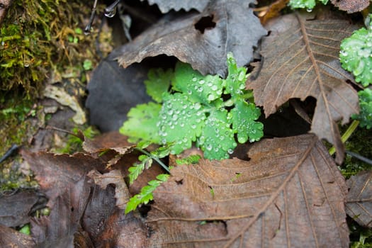 Closeup dark autumn leaves and drops on green branch of celandine 
(Ranunculus ficaria) on natural forest moss background.