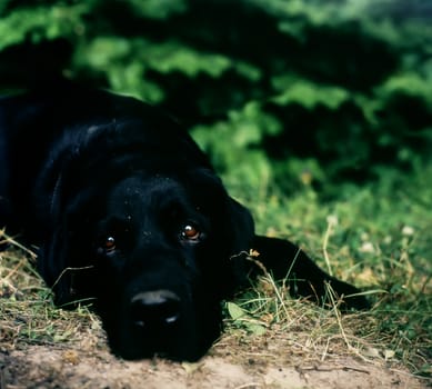Dog, black labrador retiver, in nature environment