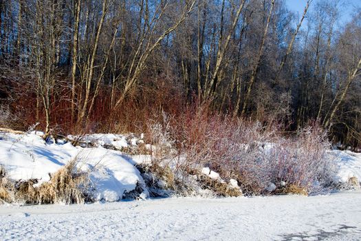 Winter, cold evening after new year (1 January).
Landscape. The frozen river and icicles on tree branches.
Blue tone.