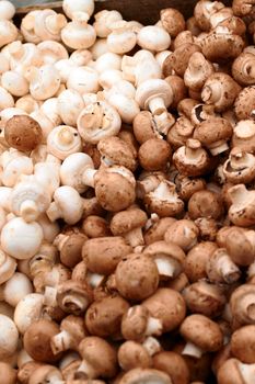 Colour image of many Fresh white mushrooms 
