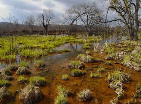 Landscape with a bog and the first spring grass