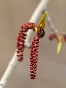 Inflorescence and dismissed sheet of a poplar