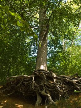 Vertical Tree with deep twisted spreading roots in a forest