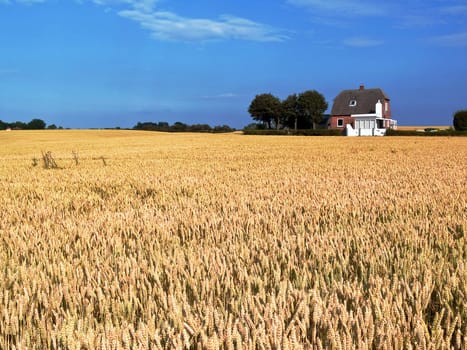 Wheat field country landscpae with clear blue sky background