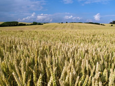 Wheat field country landscpae with clear blue sky background