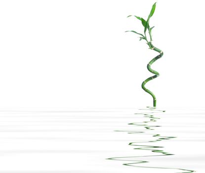 Stalk of bamboo. Background for graphic design