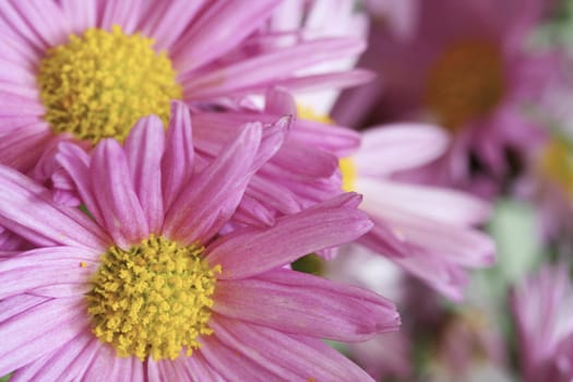 Macro shot of a beautiful pink flower(soft focus).