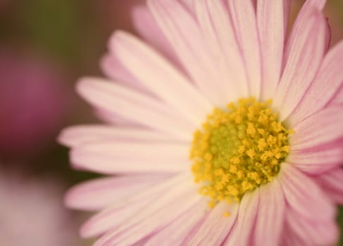 Macro shot of a beautiful pink flower(soft focus).