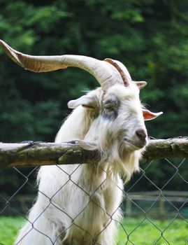 Close up of a white mountain goat