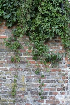 Brick wall with hanging plants as a background.