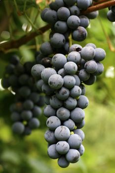 Close up shot of some delicious black grapes