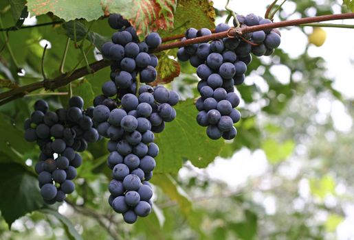 Close up shot of some delicious black grapes