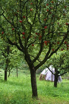 Apple tree in a lush green garden.