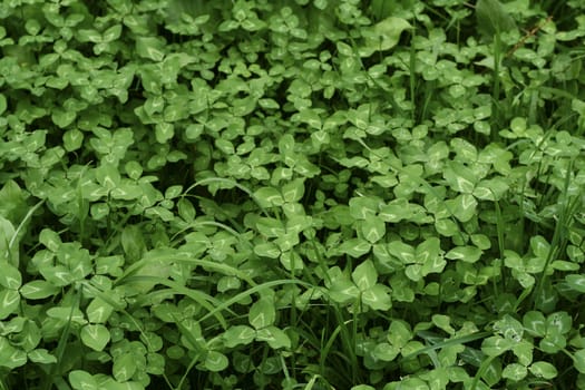 Beautiful field of lush green clovers.