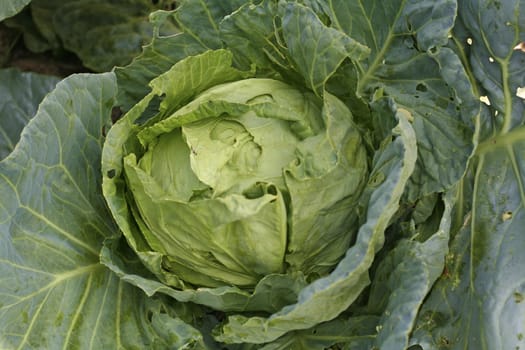 Close up shot of some green cabbage.