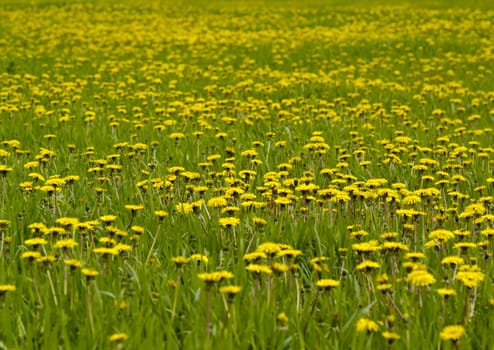 The big meadow of blossoming yellow dandelions