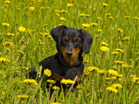 The small dog sits among yellow flowers