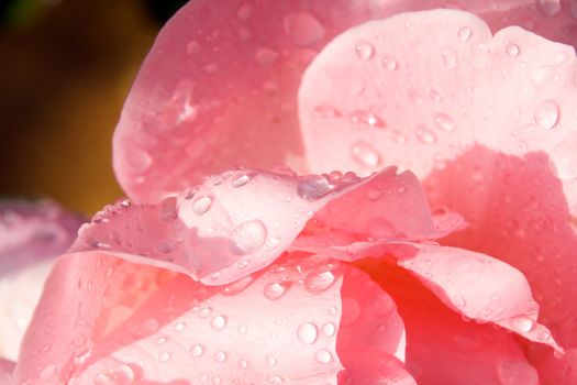 Petals of pink roses with raindrops. Beautiful natural background