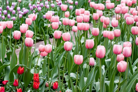 red and pink tulips on green
