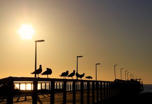 Seagulls in Silhouette on a Wooden Jetty in front of the Evening Sun.  Larg's Bay, Adelaide, Australia