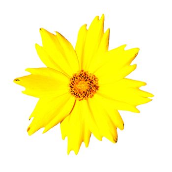 Yellow Flower - Coreopsis Pubescens from the Compositae (aka Asteraceae) family. Isolated on White