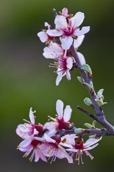 Close up on a blooming tree at spring time