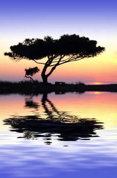 Tree silhouette, against summery natural sunset in the Mediterranean island of Malta