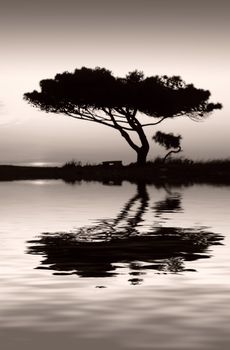 Tree silhouette, against summery natural sunset in the Mediterranean island of Malta