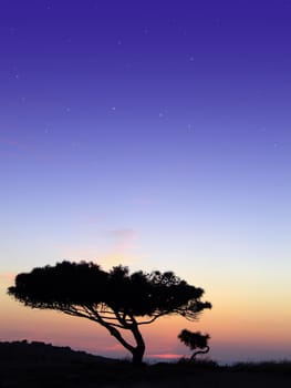 Tree silhouette, against summery natural sunset in the Mediterranean island of Malta