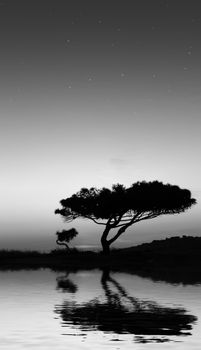 Tree silhouette, against summery natural sunset in the Mediterranean island of Malta