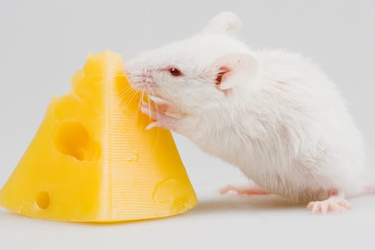 Close up on white mouse and cheese