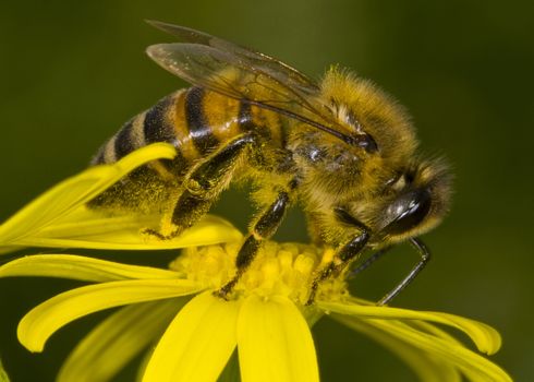 Close up on a bee on a flower