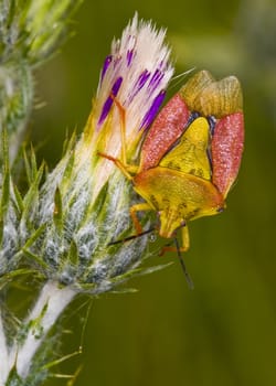 Close up on a bug in the field