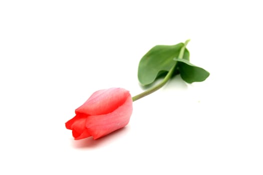 pink tulip over white background