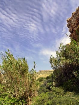 Wild flora growing in typical rocky natural habitat in the Mediterranean 