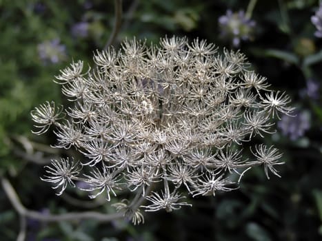 Flora Series - Images depicting various types of Mediterranean flowers