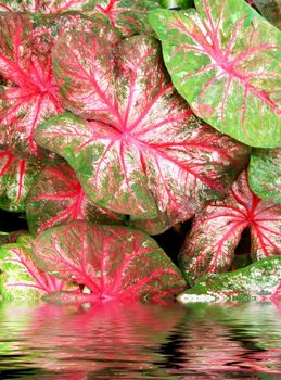 leaf with water drops