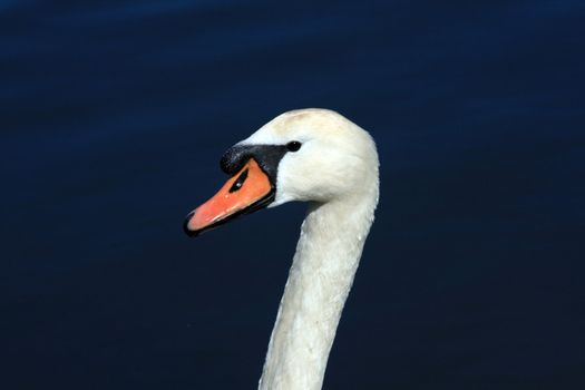 white swan closeup in a lake